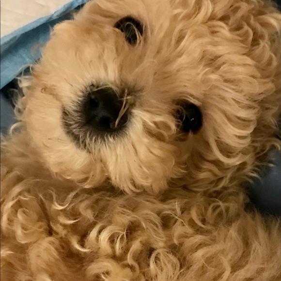 Meet your Posher, Erica - Picture 7 of 7